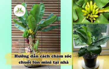 Huong Dan Cach Cham Soc Chuoi Lun Mini Tai Nha