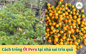Cach Trong Ot Peru Tai Nha Sai Triu Qua