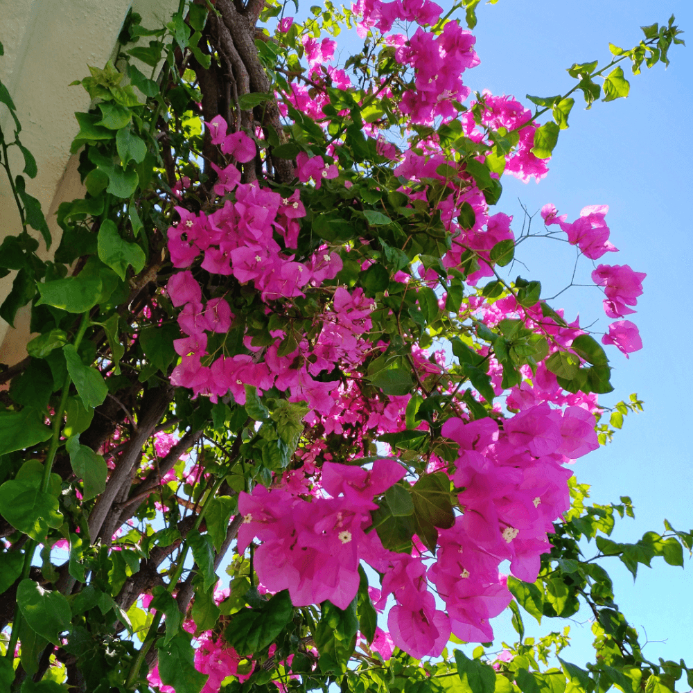 12 Loai Hoa Dep Chi Can Ngat Canh Giam Xuong La Len (4)