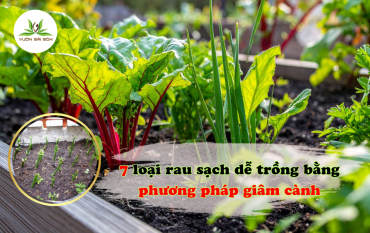 7 Loai Rau Sach De Trong Bang Phuong Phap Giam Canh