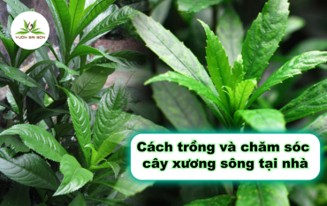 Cach Trong Va Cham Soc Cay Xuong Song Tai Nha