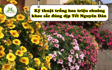 Ky Thuat Trong Hoa Trieu Chuong Khoe Sac Dung Dip Tet Nguyen Dan (4)