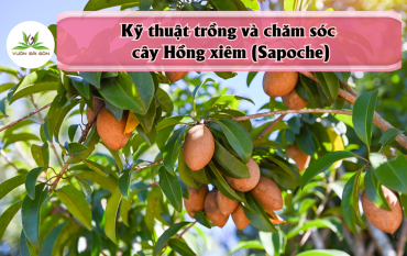 Ky Thuat Trong Va Cham Soc Cay Hong Xiem Sapoche