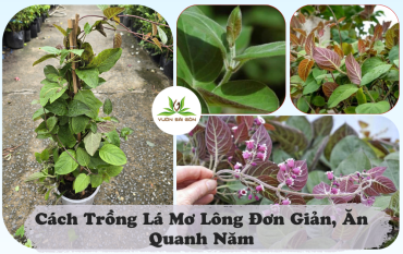 Cach Trong La Mo Long
