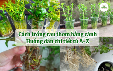 Cach Trong Rau Thom Bang Canh Huong Dan Chi Tiet Tu A Z (6)