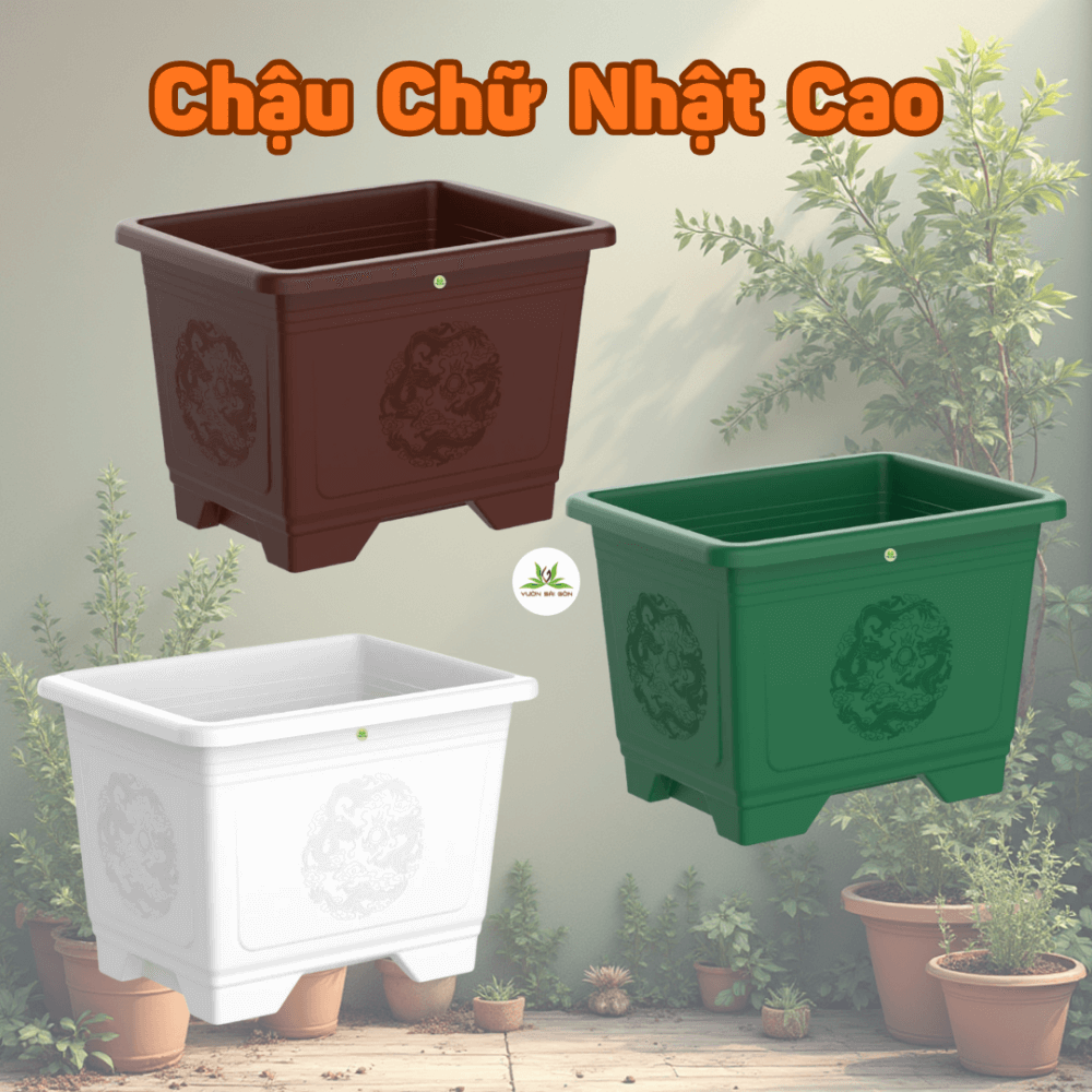 Chau Chu Nhat Cao