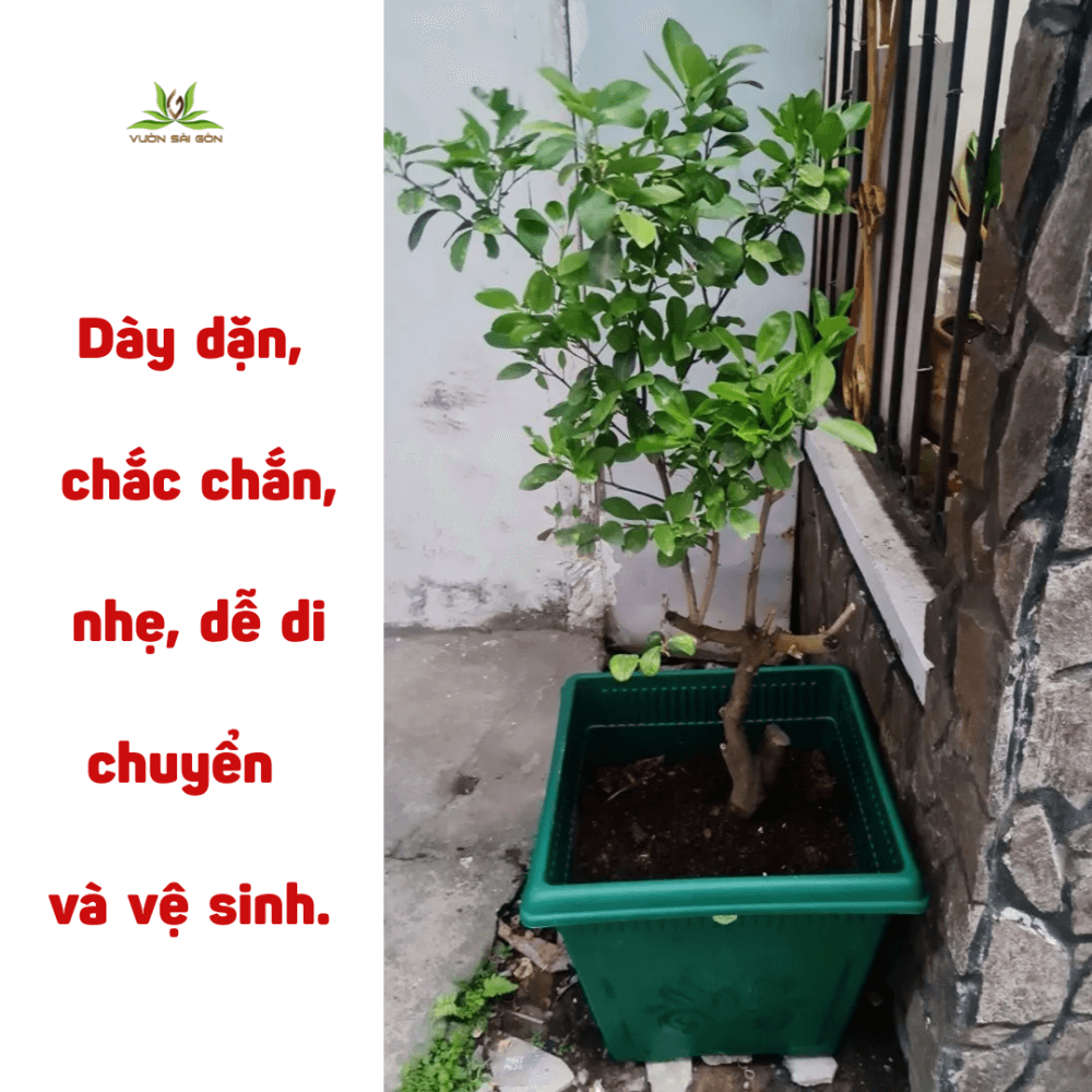 Than Chau Hoa Vuong (2)