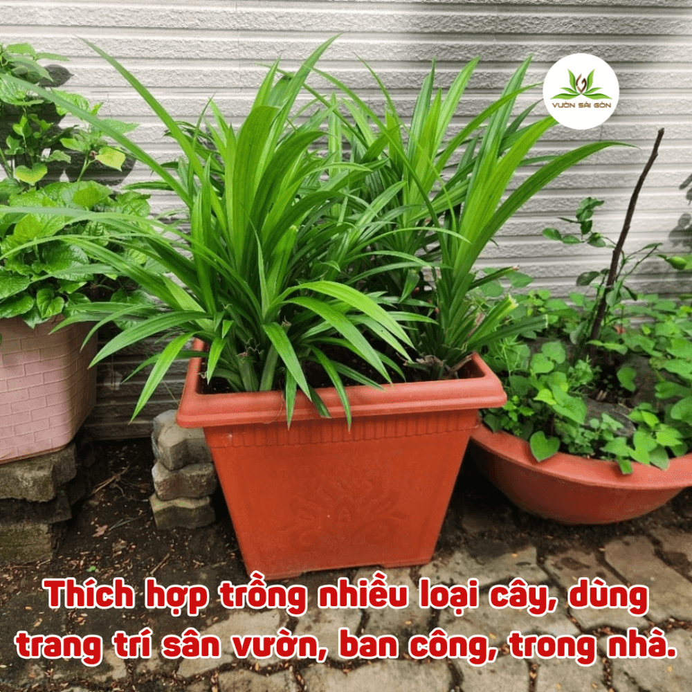 Than Chau Hoa Vuong (4)