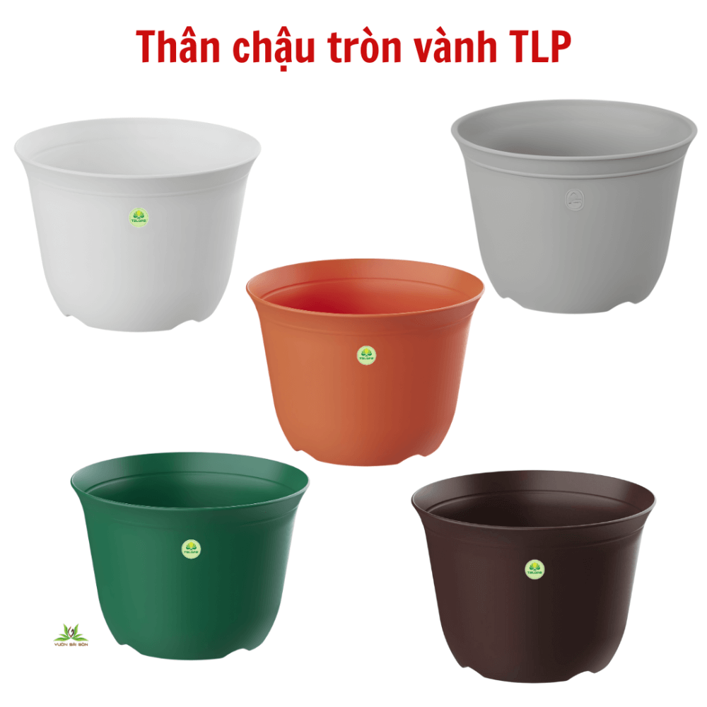 Than Chau Tron Vanh (4)