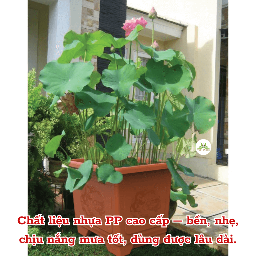 Than Chau Tron Vanh (7)