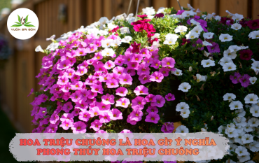 Y Nghia Hoa Trieu Chuong