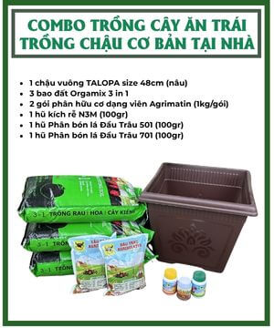 Combo trồng cây ăn trái trong chậu cơ bản tại nhà
