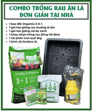 Combo trồng rau ăn lá đơn giản tại nhà