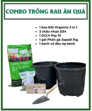 Combo trồng rau ăn qua