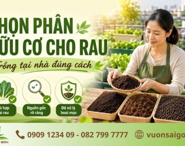 Cách Chọn Phân Bón Hữu Cơ Cho Rau Trồng Tại Nhà Chuẩn