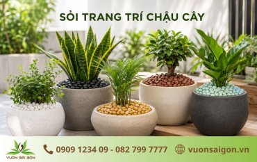 Sỏi Trang Trí Chậu Cây: Nên Chọn Màu Nào Đẹp Và Hợp Phong Thủy?