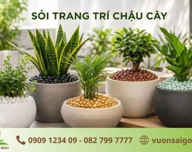 Sỏi Trang Trí Chậu Cây: Nên Chọn Màu Nào Đẹp Và Hợp Phong Thủy?