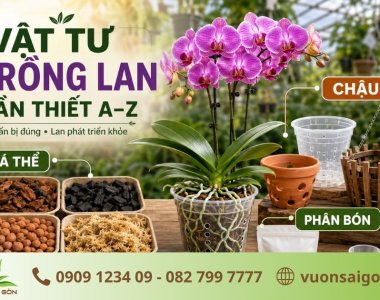 Vật Tư Trồng Lan Cần Thiết: Giá Thể, Chậu, Phân Bón A-Z