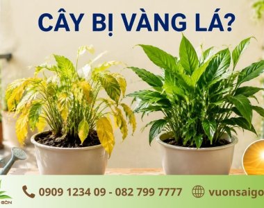 Cây Bị Vàng Lá: 8 Nguyên Nhân Và Cách Khắc Phục Hiệu Quả Nhất