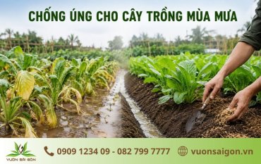 Chống Úng Cho Cây Trồng Mùa Mưa: Nguyên Nhân & Cách Xử Lý