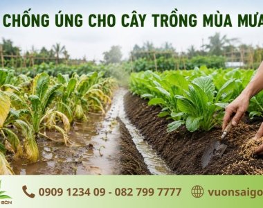 Chống Úng Cho Cây Trồng Mùa Mưa: Nguyên Nhân & Cách Xử Lý