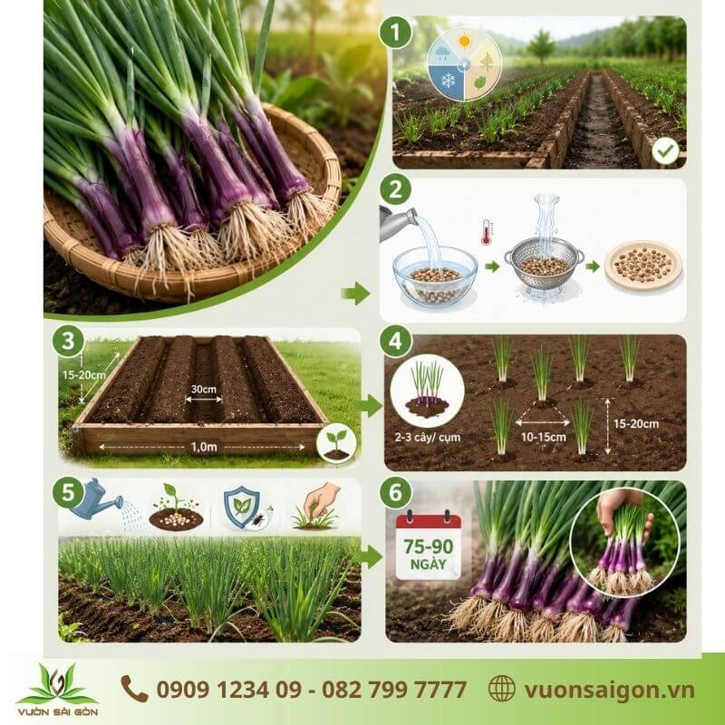Trồng hành lá gốc tím đúng kỹ thuật giúp cây phát triển xanh tốt